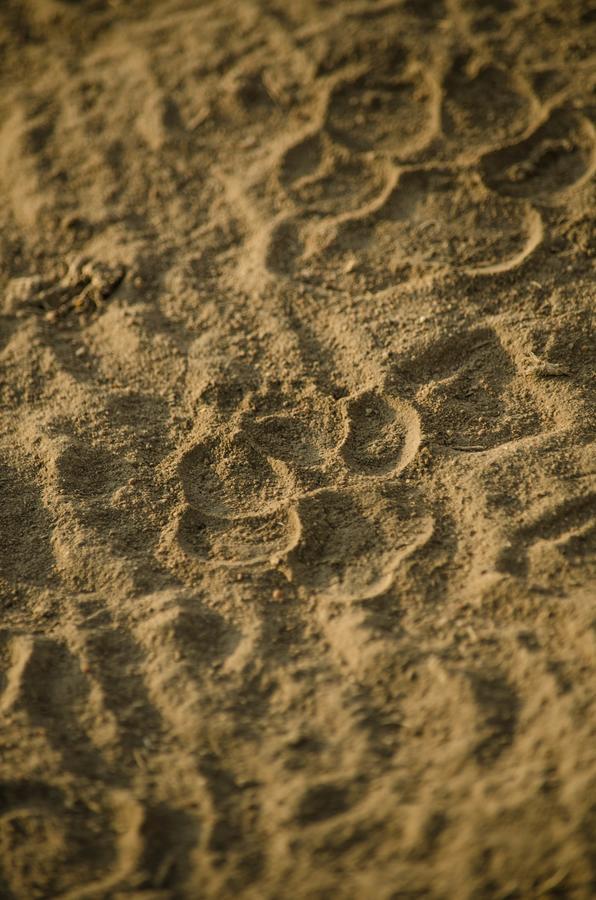סרנגטי Gnu Mara River Camp מראה חיצוני תמונה